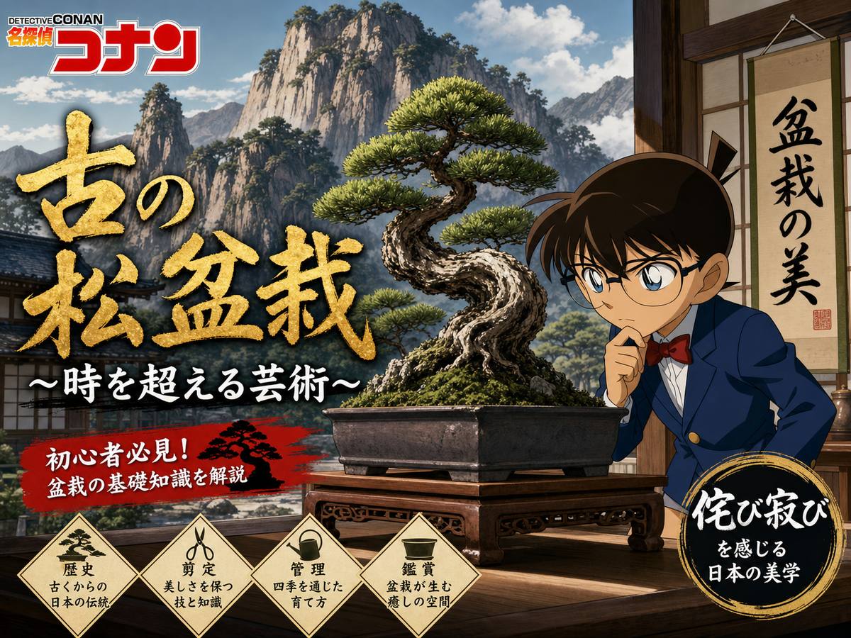 今日大赛盆栽视频